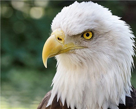 白头鹰,警惕,眼睛,象征,美国