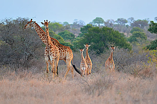 长颈鹿,成年,幼兽,晚上,克鲁格国家公园,南非,非洲