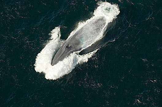 蓝鲸,平面,圣芭芭拉,加利福尼亚