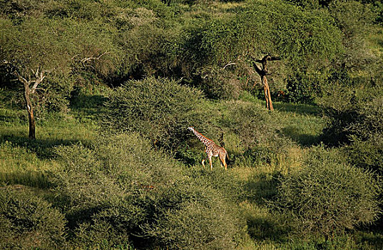 马赛长颈鹿,塔兰吉雷,公园,坦桑尼亚