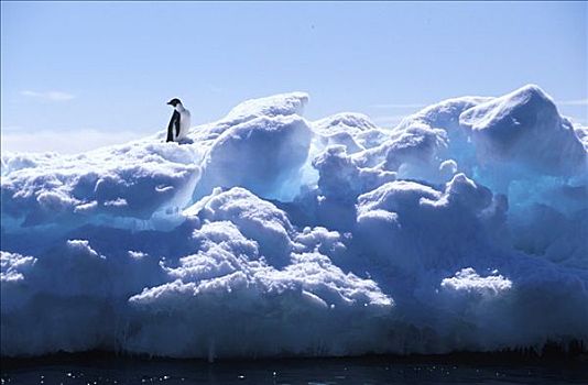 阿德利企鹅,站立,冰山,南极
