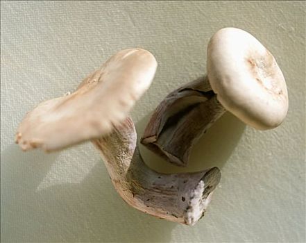 两个,蘑菇