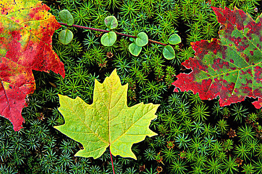 枫叶,彩色,苔藓,阿尔冈金省立公园,安大略省,加拿大