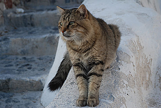 圣托里尼岛的猫