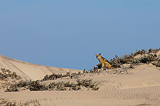 黑背狐狼,黑背豺,海岸,国家公园,纳米比亚