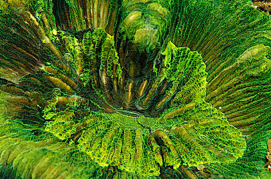 孔隙,珊瑚,印度尼西亚