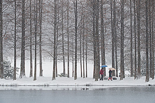 雪中杉林