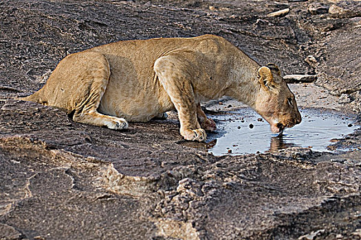 雌狮,狮子,饮用水,小,马赛马拉国家保护区,肯尼亚
