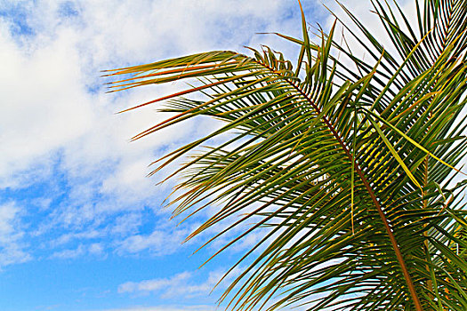 棕榈树,叶子,蓝天