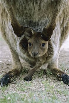 袋鼠,幼兽,育儿袋,澳大利亚