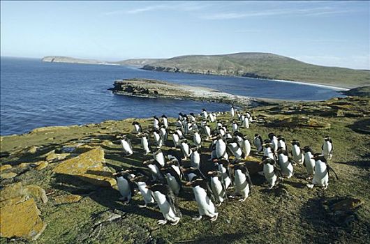 凤冠企鹅,南跳岩企鹅,通勤,成群,栖息地,福克兰群岛