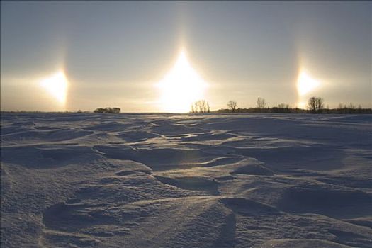 太阳,狗,积雪,冬天,曼尼托巴,加拿大