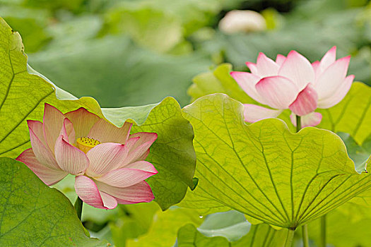 莲花,莲,中国