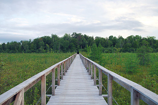 木头,小路,桥,木板路,绿色,沼泽,风景,环境
