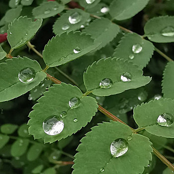 树叶花草露珠