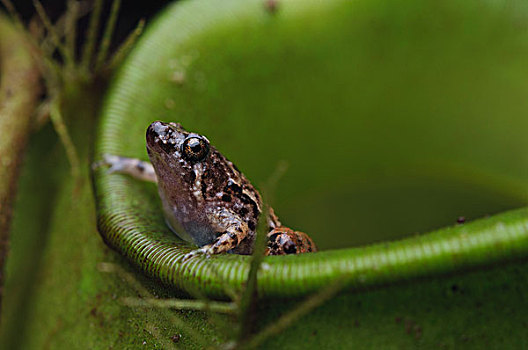 青蛙,猪笼草,蛋,国家公园,马来西亚