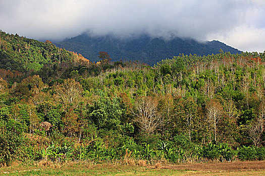 五指山风光