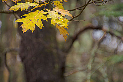 红栎,靠近,缅因