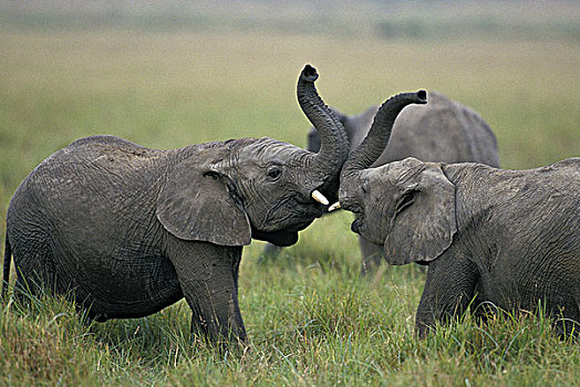 非洲象,幼兽,玩,马赛马拉,公园,肯尼亚