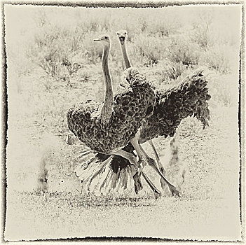 鸵鸟,鸵鸟属,骆驼,追逐,相互,卡拉哈迪,国家公园,北开普,南非,非洲