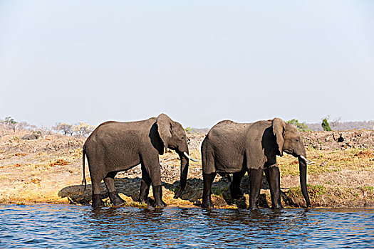 大象,非洲象,乔贝国家公园,博茨瓦纳