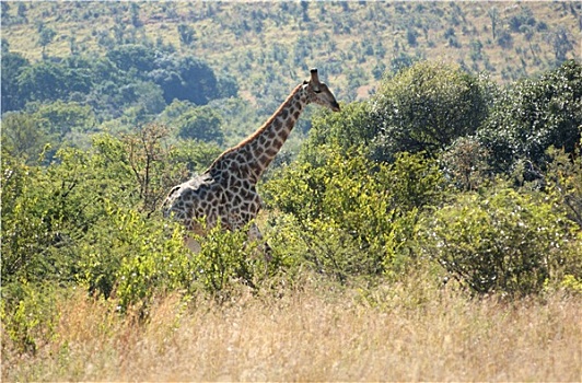 长颈鹿,南非