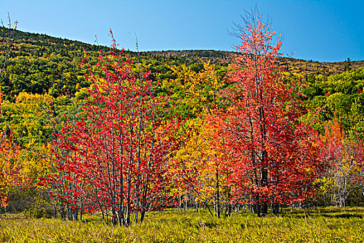秋色,春天,阿卡迪亚国家公园,缅因,美国