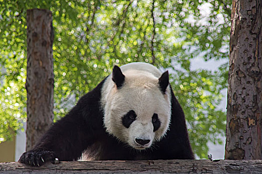 北京动物园里一只熊猫