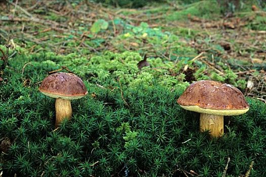蘑菇,德国,欧洲