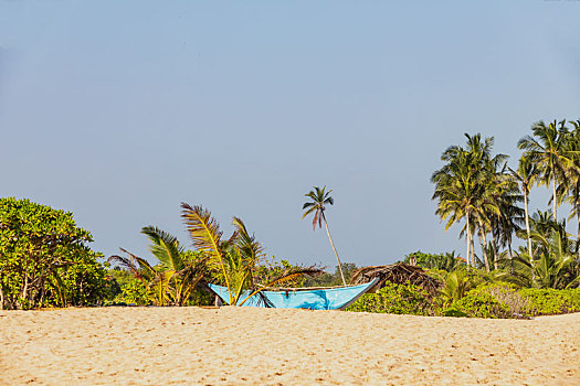 蓝天下的椰树海滩