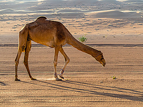阿拉伯骆驼,单峰骆驼,沙丘,沙漠,沙尔基亚区,沙,瓦希伯沙漠,阿曼,亚洲