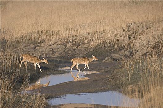鹿,轴,花鹿,雌性,国家公园,中央邦,印度