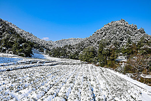 杭州龙井茶园雪景
