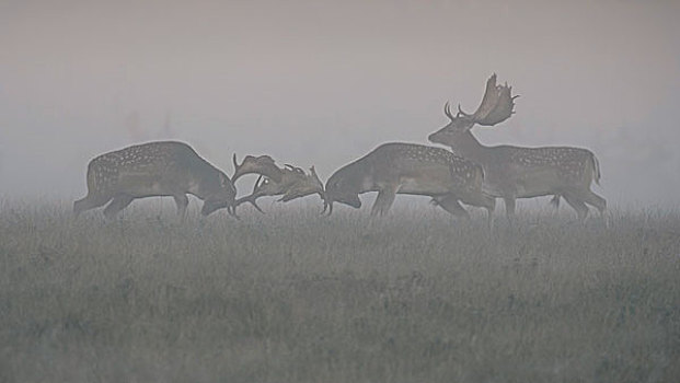 扁角鹿,公鹿,争斗,雾气,晨光,西兰岛,丹麦,欧洲