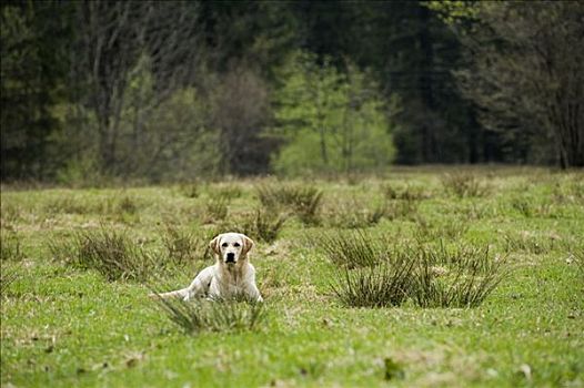 金毛猎犬,卧,地点