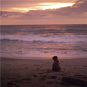 狗,海滩,海岸,哥斯达黎加