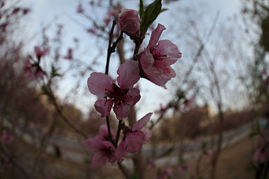 新疆哈密,鱼眼拍花,另外一个视角看春天