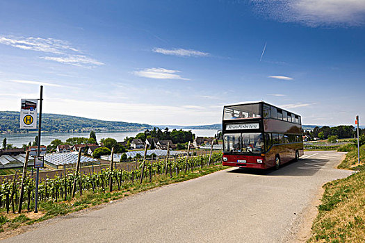 游客,巴士,旅游,岛屿,康士坦茨湖,巴登符腾堡,德国南部,德国,欧洲