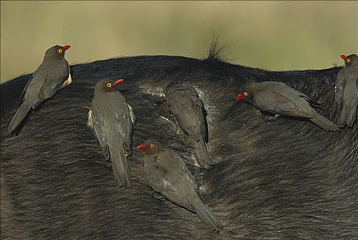 红嘴牛椋鸟,群,背影,禁猎区,南非