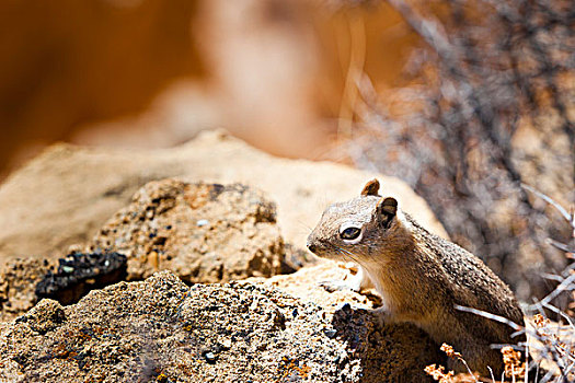 花栗鼠,布莱斯峡谷国家公园,犹他,美国