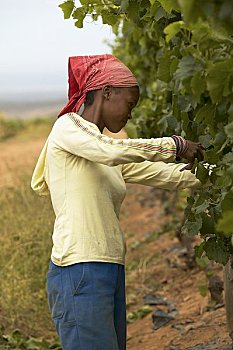 女人,挑选,葡萄,柱子,不动产,南非