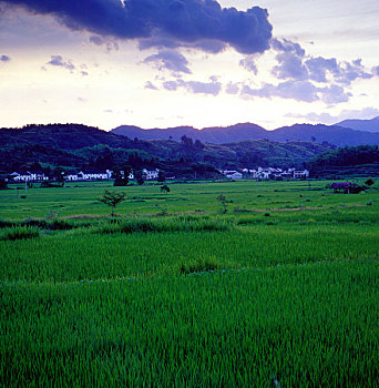 皖南的稻田和民居