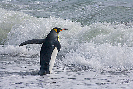 帝企鹅,海滩,索尔兹伯里平原,南乔治亚,南极