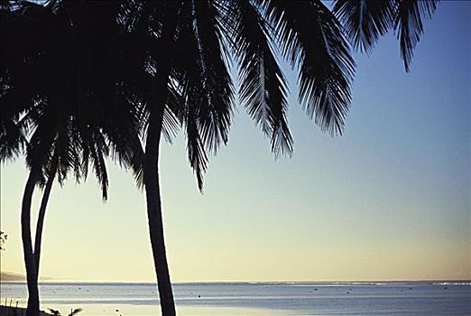 斐济,棕榈树,海滩,平静,海洋,金色,蓝色,日落