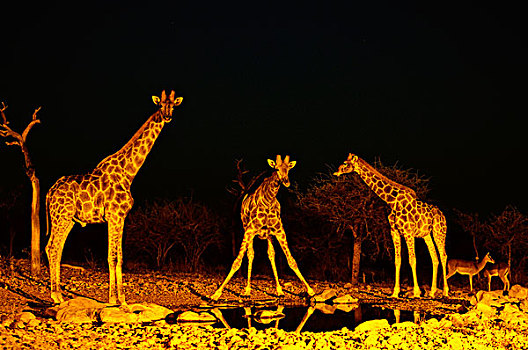 长颈鹿,水潭,夜晚,博茨瓦纳