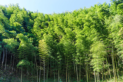 木坑竹海绿色竹林,中国安徽省黟县