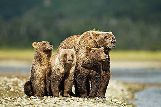 美国,阿拉斯加,卡特麦国家公园,大灰熊,母熊,幼兽,棕熊,三文鱼,河流,夏末,白天
