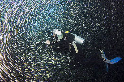 加拉帕戈斯群岛,鱼群,黑色,条纹,圆,潜水