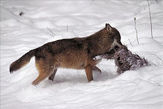 狼,捕食,哺乳动物,冬天,雪,巴伐利亚森林国家公园,德国,欧洲,动物