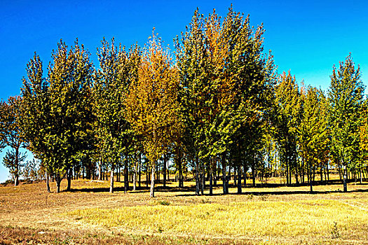 中国北方秋天黄色的树林和落叶